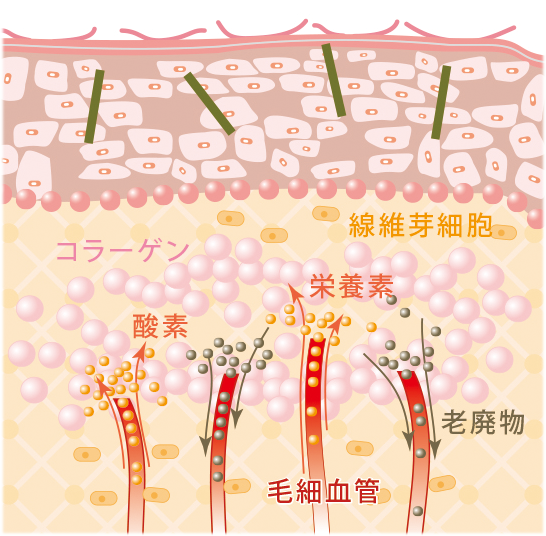 剥離ありハーブピーリングメカニズム3日～4日目